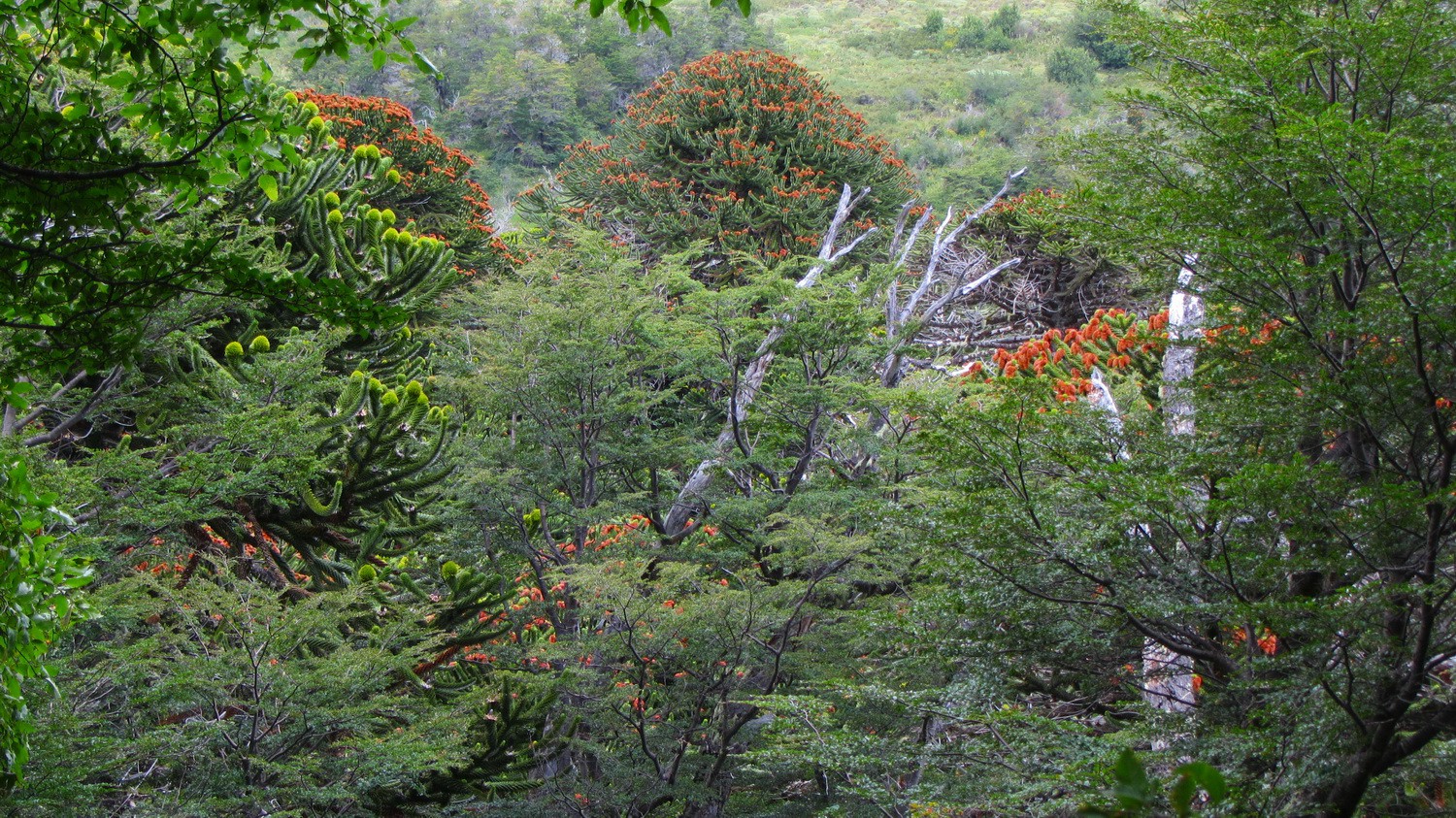 Araucaria forest at lake Lago Curruhue Grande